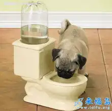 动物图片狗狗的饮水机
