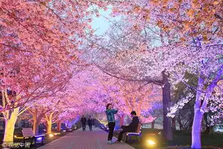 15处赏樱胜地撩动你的少女心,粉色樱花季来了
