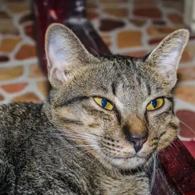 一只灰色的小猫特写,可爱猫咪头像萌图片
