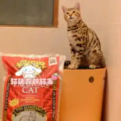 孟加拉豹猫野性外表温柔家猫性格时尚漂亮
