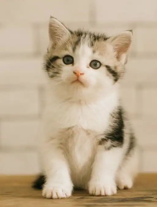 抄袭实锤动漫人脸居然是抄的猫脸猫还不是因为我可爱

