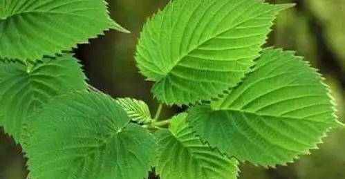 3种植物的叶子,经常用来泡水喝功效很大,家乡若有,不妨试试
