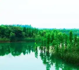 常熟顶级奢华酒店满眼的治愈系图片
