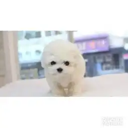 比熊幼犬出售家养比熊幼犬法国卷毛比熊犬,合肥比熊多少钱
