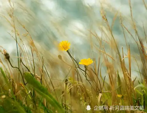 相关推荐
