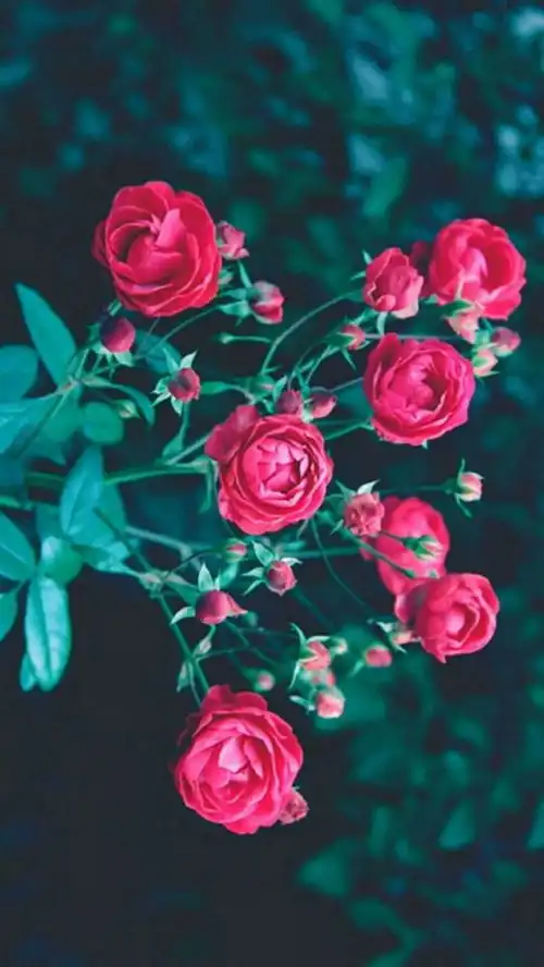 一组玫瑰花壁纸温柔与浪漫共存
