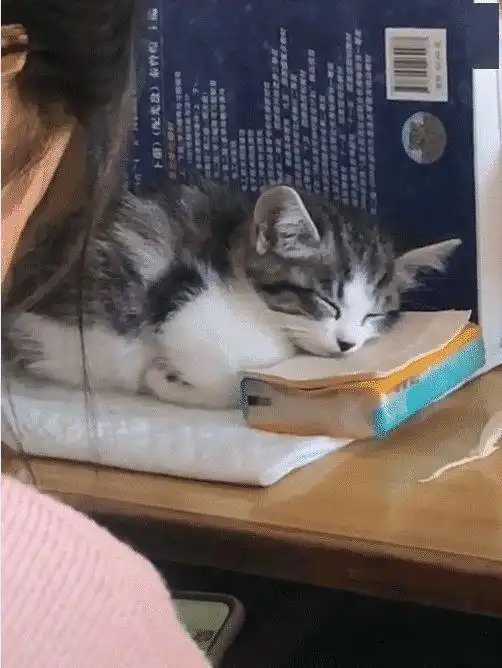 大学教室里,一女孩偷偷带猫上课,小家伙全程睡觉还打呼噜
