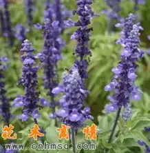 花木商情图片浏览

