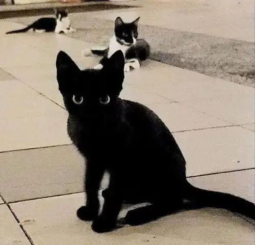网友家外面来了一只小黑猫,那模样就像卡通片中的猫一样帅
