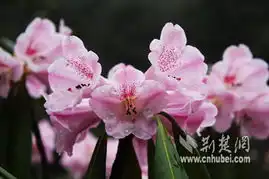 神农架高山杜鹃提前绽放为气温偏暖致所致
