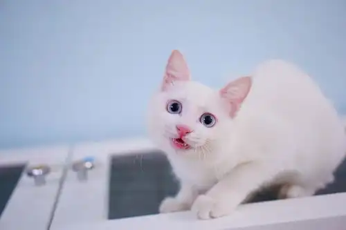 流浪猫被救助回家后成长为筋肉少女
