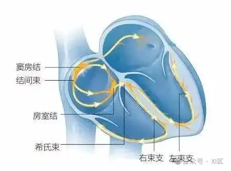 心脏增强ct心传导系脂肪无创评估新工具
