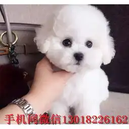 汉中比熊白色比熊赛级比熊图片汉中比熊出售比熊多少钱
