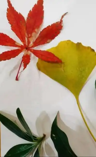 探索树叶的奥秘感受自然的神奇
