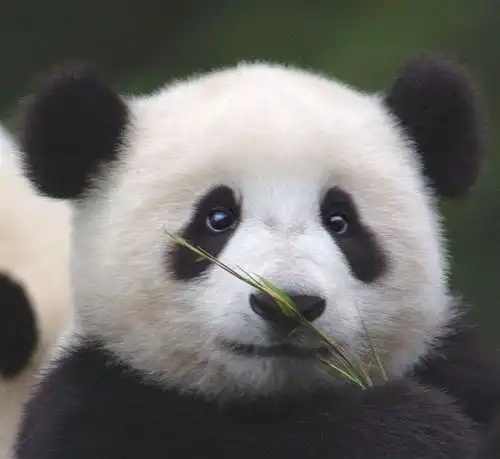 大熊猫为什么不需要冬眠
