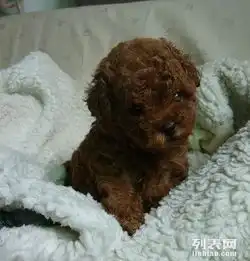 纯种韩系泰迪熊茶杯玩具可爱至极购买可签订协
