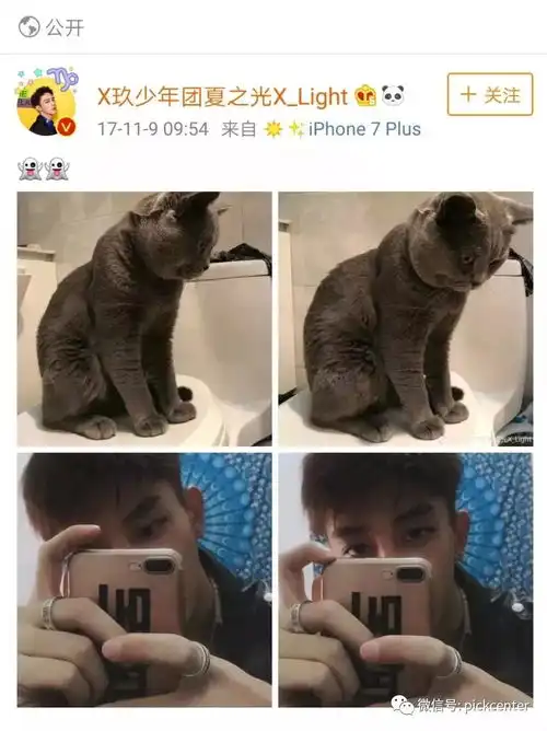 猫系少年谁是同时养猫13只的铲屎届狼人
