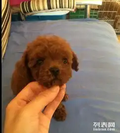 纯种韩系泰迪熊茶杯玩具可爱至极购买可签订协议
