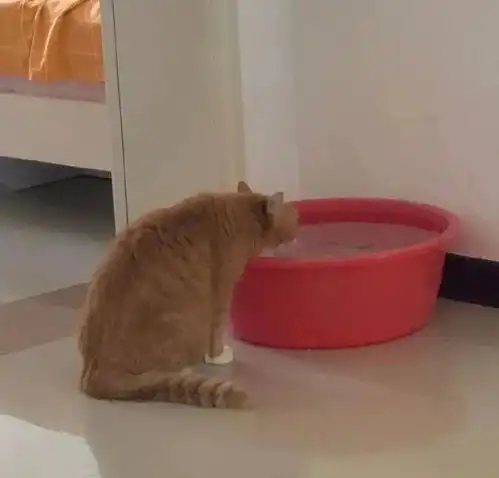 猫咪总是打水碗,铲屎官我怀疑你存心的
