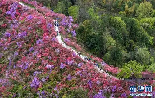 安徽岳西高山杜鹃映山红

