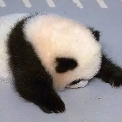 萌系头像希望我是你眼里最好的宝贝
