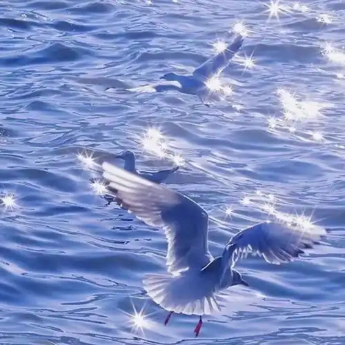 波光粼粼的海洋
