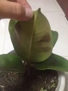 东北冬天橡皮树叶子枯萎了怎么办
