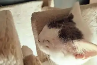 治愈系猫咪咖啡馆萌化你的少女心
