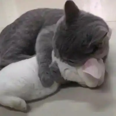猫系列的情侣头像一左一右2020年两个猫咪的情头超萌版
