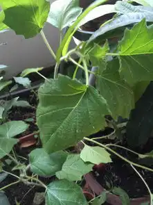这是什么植物啊谁知道,叶子上面还有刺,长了好多,忘记种的是什么
