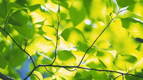 家有3生肖,未来5天,开门撞大运,3番5次发横财,风光无比
