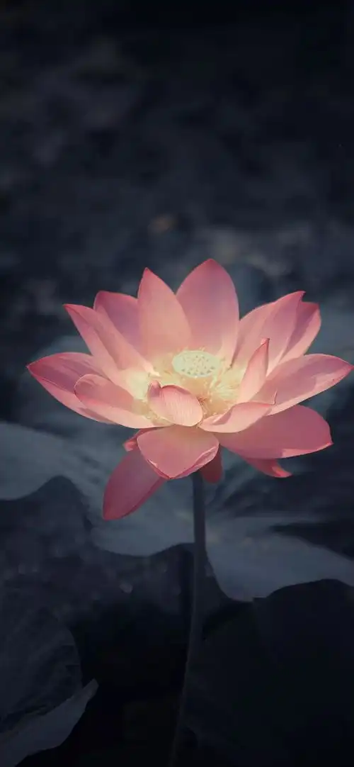 精美莲花壁纸
