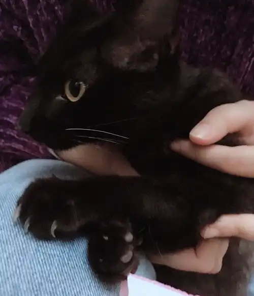坐标广州纯黑小奶猫有喜欢的吗女孩子
