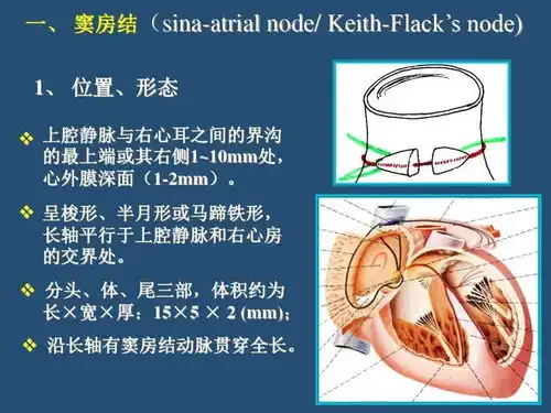 心血管解剖学心传导系
