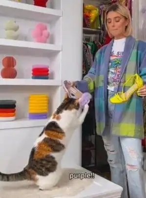 小猫咪帮主人搭配衣服,碰到喜欢的就喵这时尚感,绝了
