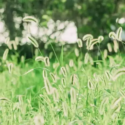 小清新唯美绿色头像,花花草草才显得有情调了
