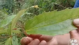 深山这种常见的植物,叶子边缘都长刺,树根是黄色的,了解一下吧
