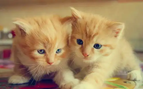 高清晰呆萌猫可爱桌面壁纸下载
