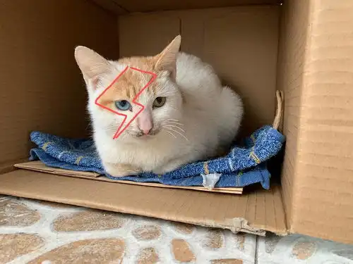 蓝绿异瞳小白橘猫求好心人领养
