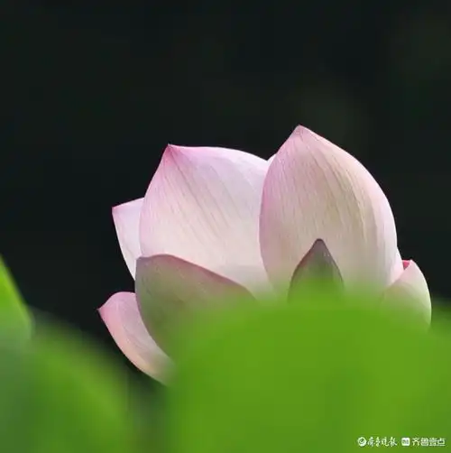 济南动物园东门湖畔雨润荷香
