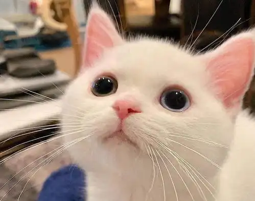 养猫有这10大好处,是有科学依据的,别不信
