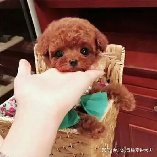 去除泰迪牙结石的方法
