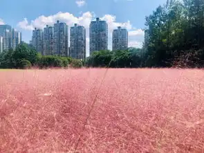 世纪公园粉黛乱子草上线,如云如雾引爆粉色少女心
