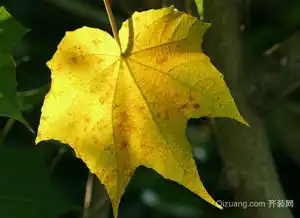 你知道梧桐树的叶子像什么吗
