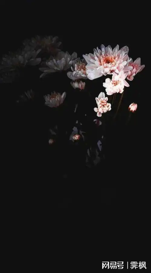 壁纸禅意一花一世界系列
