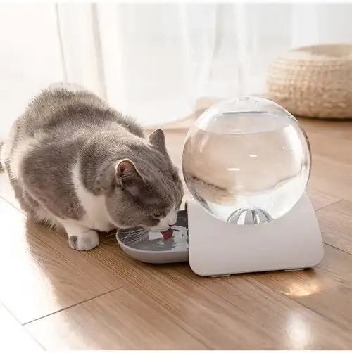 猫咪不喜欢喝水无需强迫,4个技巧让猫猫爱上喝水
