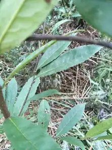 这是什么树叶子有小刺
