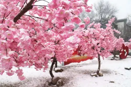 常宁宫樱花绽放冬景如画,粉色花海少女心爆棚心动
