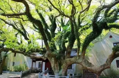 全世界最珍贵的树,全球就这一棵位于浙江,365天都有警卫看守
