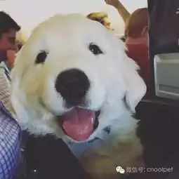 家有金毛欢乐多爱笑的治愈系小天使
